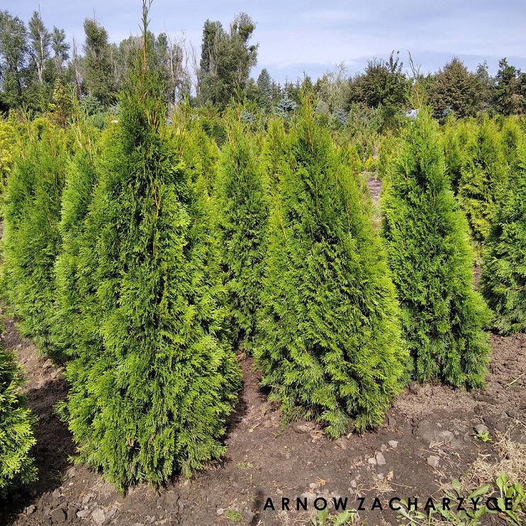 thuja smaragd.jpg